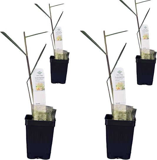 Lemongrass - Cymbopogon citratus. Live Plant. Fragrant, Fresh, Edible. Easy Grow. Indoor/Outdoor. (4 Lemongrass in Cup)