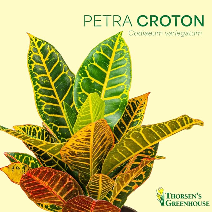 Thorsen's Greenhouse Live Petra Croton Plant, Codiaeum Variegatum, Colorful Foliage, Live Indoor Houselant (Terra Cotta, 4-inch Pot)