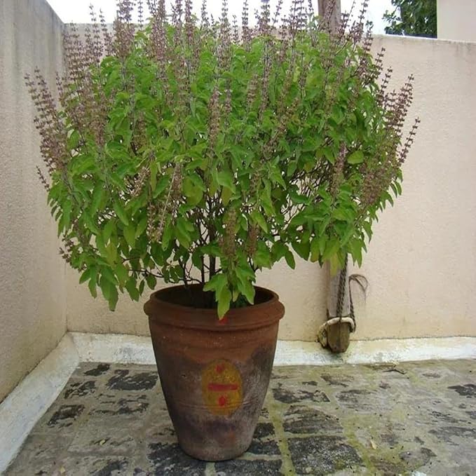 Generic Real Live Flowering Rama Tulsi. with Indian Tulsi smell. Good for Puja. Fragrant, Fresh, Edible. Easy Grow. Indoor/Outdoor. (1 Flowering Rama Tulsi in Cup)