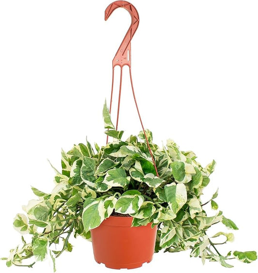 Shop Succulents Pothos Pearls & Jade, Live Indoor Plant, Low Maintenance Houseplant with Elegant Green and White Variegated Leaves, Home Decor, Office, and Room Enhancement, 6 Inch Nursery Pot