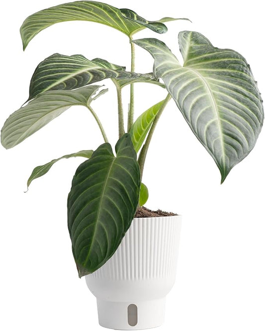 Costa Farms Xanthosoma, Elephant's Ear Live Plant in Self Watering Pot, Indoor Houseplant, Perfect for Home, Room, or Office Decor, Great House Warming or Birthday Gift, 12-18 Inches Tall
