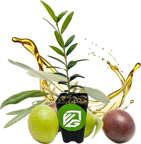 Arbequina Olive Tree Live Plant - Olea europaea 'Arbequina' by Wellspring Gardens - Fresh Homegrown Olives - Ideal for Mediterranean Garden Plant Vegetable Plant