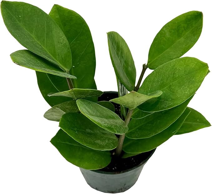 Live ZZ Plant - Zamioculcas zamiifolia - ragnaroc Tropical Plant 6-12” Tall - 1ct - Live Arrival Guaranteed - House Plants for Home Decor & Gift