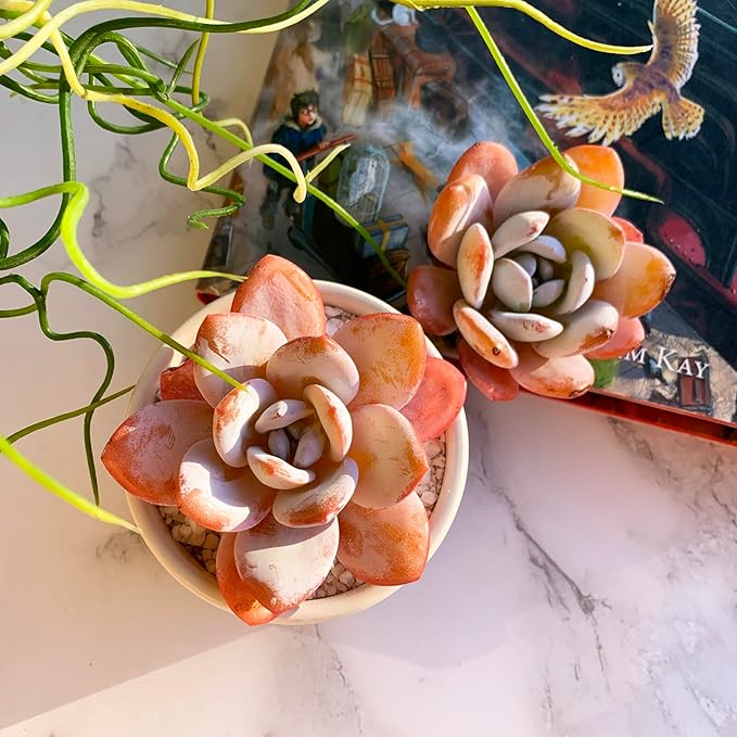 Echeveria Laui Rare Live Succulent Plants, 1 Head 2.5" Bare Root Without Pot & Soil, Garden Indoor Office Desk Baby Shower Decoration, Friend Plant Lovers Gifts