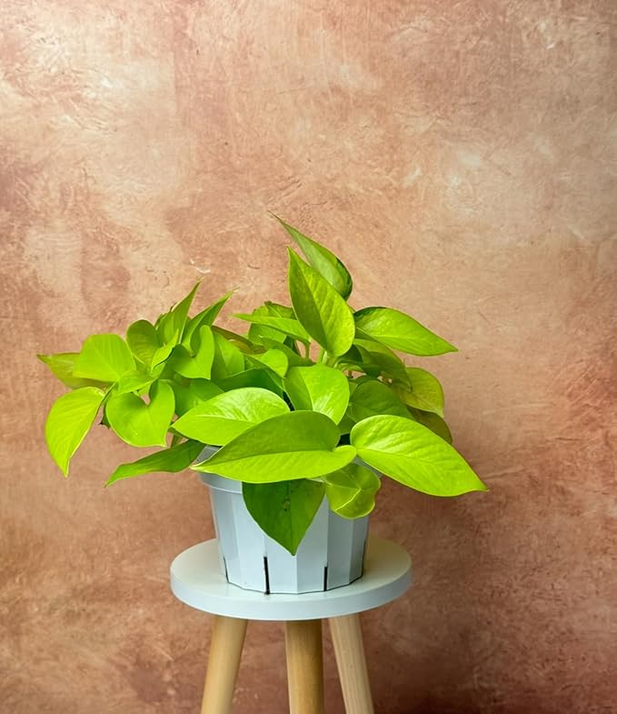 Neon Pothos Live Plant - Trailing House Plants, Hanging Plants Live Houseplants, Vibrant Green Leaf Live Plants, Pothos Live Houseplants