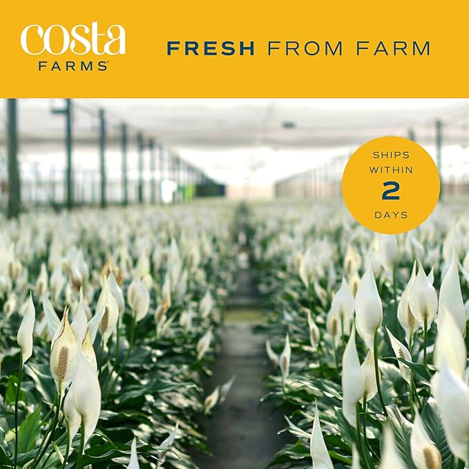 Costa Farms Peace Lily Live Plant in Decorative Pot, Large Air Purifying Flowering Indoor Houseplant, Perfect for Home, Room, or Office Decor, Great House Warming or Birthday Gift, 2-3 Feet Tall