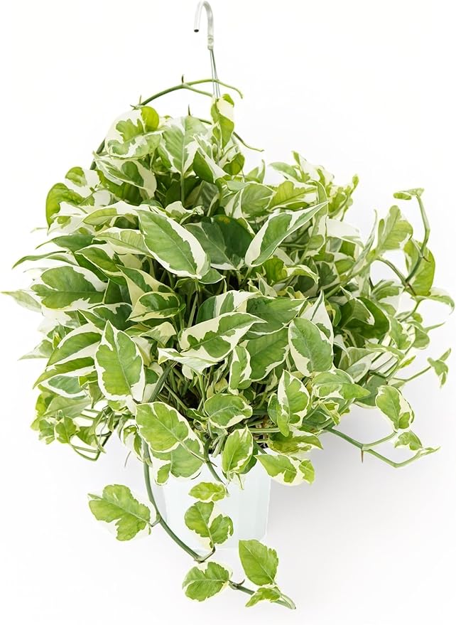 Huge Pothos N'joy Live Plant - Hanging House Plant, Large Pothos Live Plant, Hanging Plants Live Houseplants, Trailing Vine for Home Decor