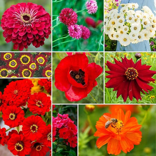 Eden Brothers Big Red Flower Mixed Seeds for Planting, 1/4 lb, 120,000+ Seeds with Painted Daisy Flame, Zinnia, Red Phlox | Attracts Pollinators, Plant in Spring or Fall, Zones 3, 4, 5, 6, 7, 8, 9, 10