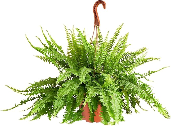 Shop Succulents Queen Fern Plant, Hanging Live Indoor Plant, Easy Care Hanging Trailing Houseplant in Nursery Pot, Air Purifying Plant in Soil, Housewarming, Home Décor, Trails 2-3 Feet