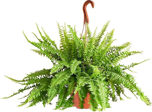 Shop Succulents Queen Fern Plant, Hanging Live Indoor Plant, Easy Care Hanging Trailing Houseplant in Nursery Pot, Air Purifying Plant in Soil, Housewarming, Home Décor, Trails 2-3 Feet