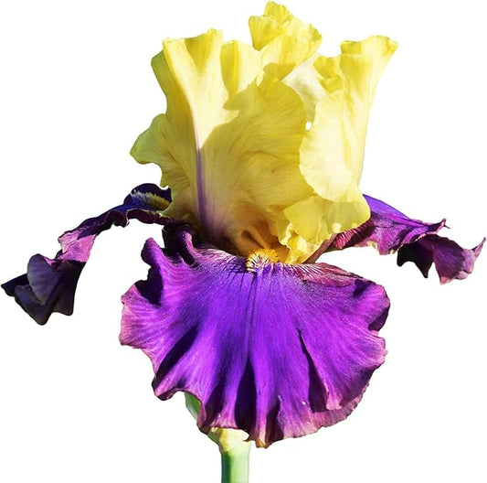 Easy to Grow Bearded Iris Jurassic - 9 Plant Bulbs Rhizomes, Yellow & Purple Bicolor Flowers in Spring to Fall, Full Sun Low Maintenance
