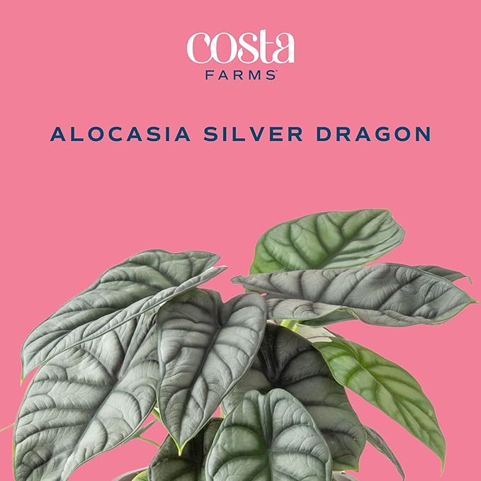 Costa Farms Alocasia Silver Dragon Live Plant in Self Watering Pot, Indoor Houseplant Perfect for Home, Room, or Office Decor, Great House Warming or Birthday Gift, 12-16 Inches Tall