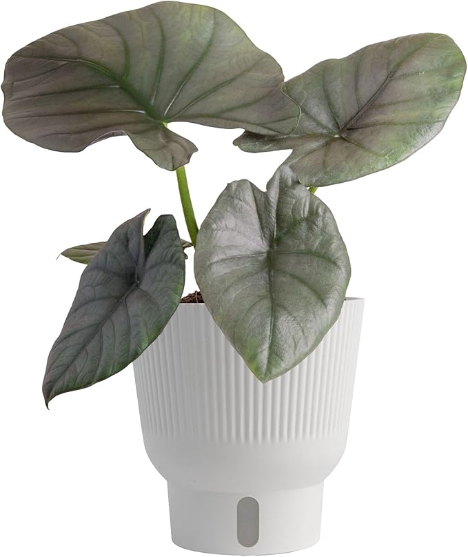 Costa Farms Alocasia Regina Live Plant in Self Watering Pot, Indoor Houseplant, Perfect for Home, Room, or Office Decor, Great House Warming or Birthday Gift, 12-18 Inches Tall