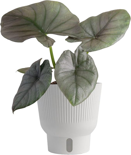 Costa Farms Alocasia Regina Live Plant in Self Watering Pot, Indoor Houseplant, Perfect for Home, Room, or Office Decor, Great House Warming or Birthday Gift, 12-18 Inches Tall