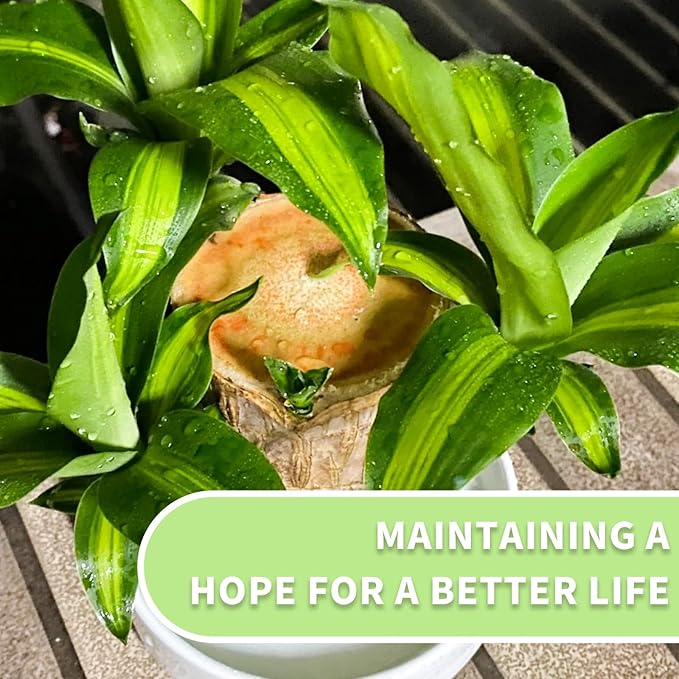 Brazilian Lucky Tree Plants, Bamboo and Trays, Small Plant desks, Good Luck Offices, Kitchens, Living Rooms, Home Decorations, Brazilian Lucky Tree