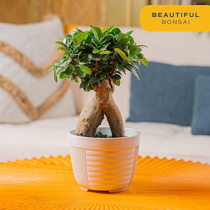 Costa Farms Bonsai Miniature Tree Live Plant in Decorative Pot, Easy Indoor Houseplant, Assorted Variety, Zen Home, Room, or Office Decor, House Warming or Birthday Gift, 12-15 Inches Tall