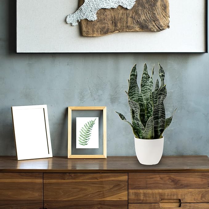 Hollyone Artificial Snake Plant Potted Faux Sansevieria Trifasciata Plants, 16.5" Tropical Fake Snake Plants in White Pots for Home Office Desk Outdoor Décor Housewarming Gift