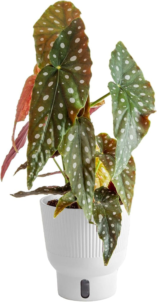 Costa Farms Begonia Maculata Live Plant in Self Watering Pot, Indoor Houseplant, Perfect for Home, Room, or Office Decor, Great House Warming or Birthday Gift, 12-18 Inches Tall
