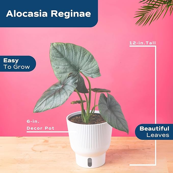 Costa Farms Alocasia Regina Live Plant in Self Watering Pot, Indoor Houseplant, Perfect for Home, Room, or Office Decor, Great House Warming or Birthday Gift, 12-18 Inches Tall