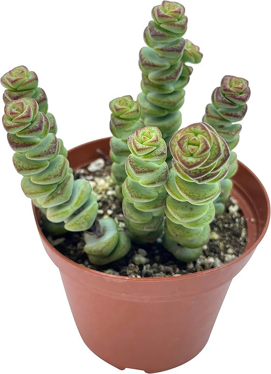 Live Succulent 4" Crassula Baby Necklace, Succulents Plants Live, Succulent Plants Fully Rooted, Hanging House Plant for Home Office Decoration, DIY Projects, Party Favor Gift by The Succulent Cult