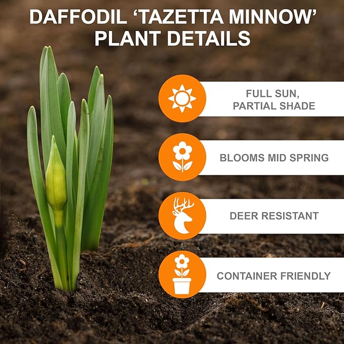 Garden State Bulb Narcissus Tazetta Minnow Daffodil Flower Bulbs, 12/14cm, Fall Planting (Bag of 250)