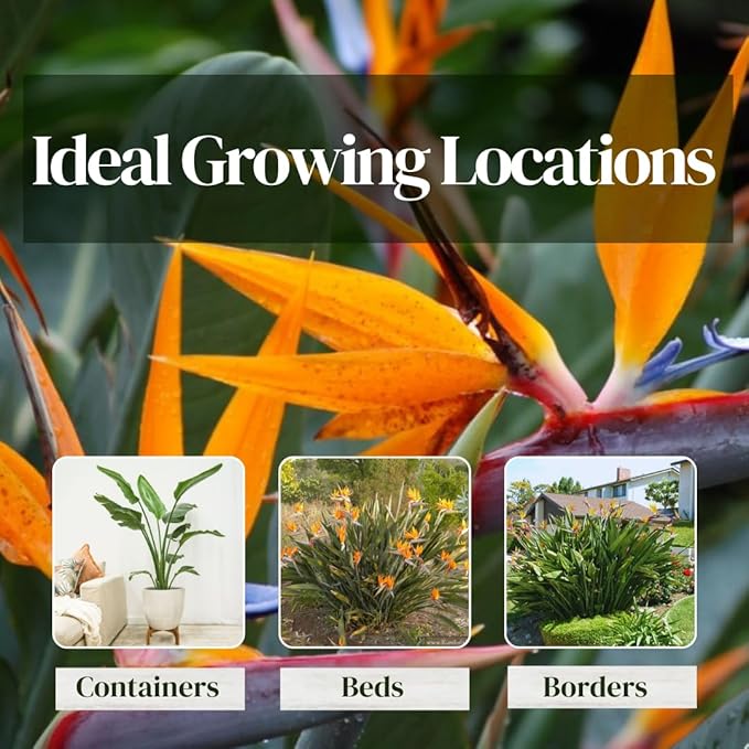 Bird of Paradise Plants Live (4-Pack), Strelitzia Plants with Perennial Orange Flowers, Indoor/Outdoor Plants, Exotic Tropical Decor, Not Artificial, 6-10" Height. 2" Pot