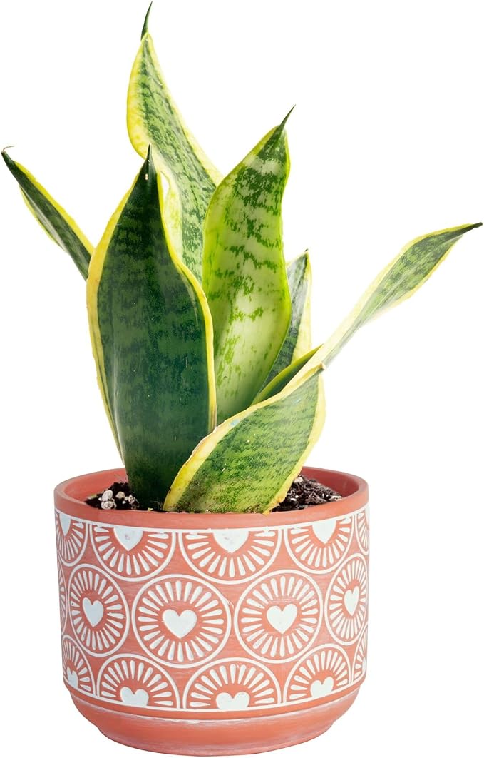 Costa Farms Live Indoor Snake Plant, Easy to Grow Mother in Laws Tongue, Sansevieria Houseplant, in Flower Pot Planter for Room and Home Décor, Housewarming, 8-Inches Tall