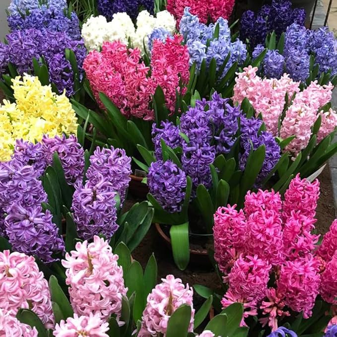 50 Mixed Hyacinth Bulbs – Fragrant Spring Flowers in Assorted Colors – Ideal for Beds & Containers – Bulk of Spring-Blooming Flowers – Easy Fall Planting - Plant in Gardens & Borders - Willard & May