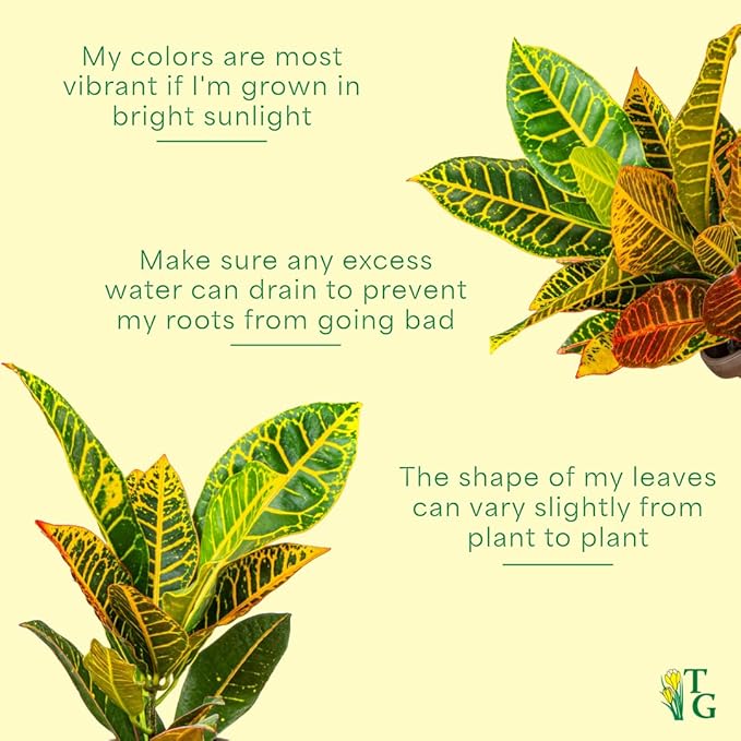 Thorsen's Greenhouse Live Petra Croton Plant, Codiaeum Variegatum, Colorful Foliage, Live Indoor Houselant (White, 4-inch Pot)