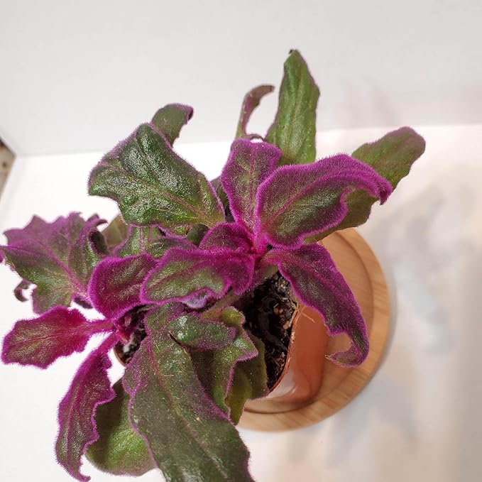 Purple Passion Plant - Royal Velvet Plant - 2 Live Starter Plants in 2 Inch Pots - Gynura Aurantica - Rare Indoor Houseplant