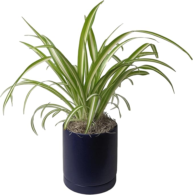 Easy to Grow Spider Plant Variegated - 1 Potted Houseplant Placed in a Blue Ceramic Pot with Water Saucer, Low-Maintenance Indoor Outdoor
