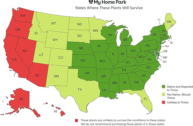 32 Live Outdoor Native Plants for Full Sun from My Home Park – Includes Aromatic Aster, Blue Mistflower, Lanceleaf Coreopsis, Mountain Mint & Purple Coneflower – Not Seeds – Easy to Grow Perennials