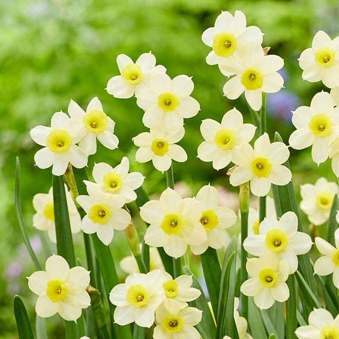Garden State Bulb Narcissus Tazetta Minnow Daffodil Flower Bulbs, 12/14cm, Fall Planting (Bag of 25)