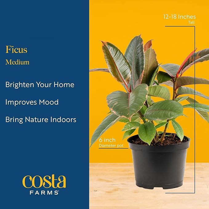 Costa Farms Ficus Live Plants (Pack of 2), Easy to Grow Live Indoor Houseplants, Grower's Choice Collection, Potted in Minimal Decor Plant Pots, Potting Soil, Housewarming Gift, Home and Room Decor