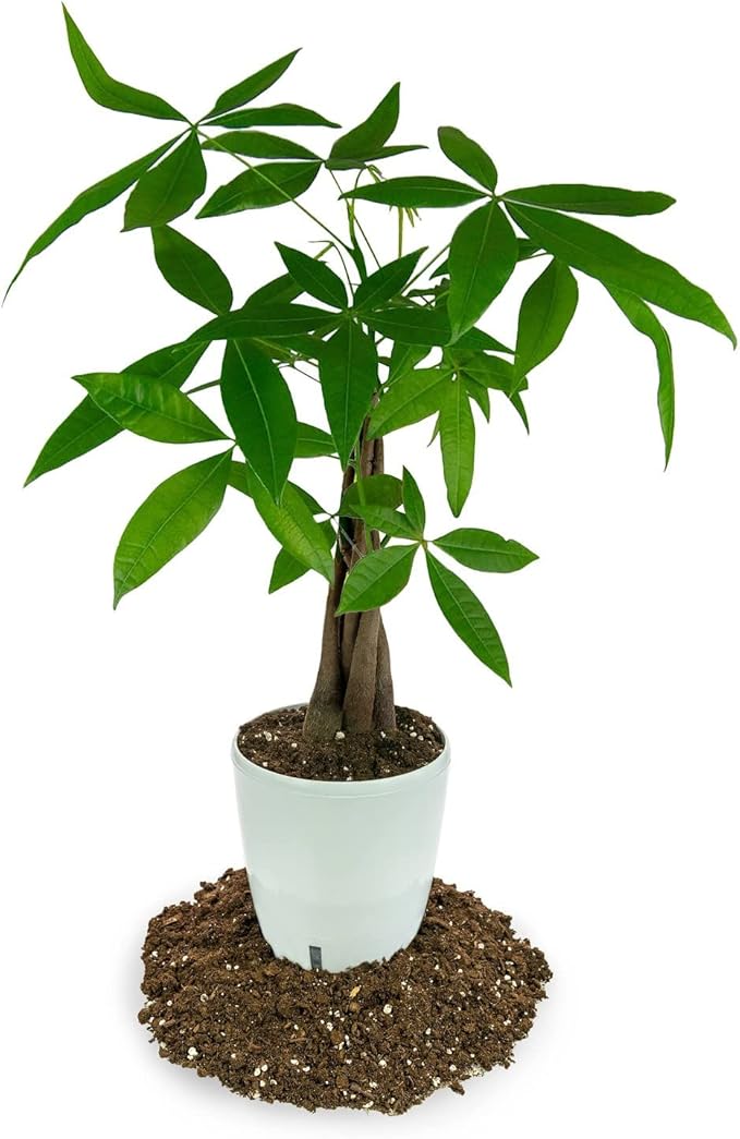 Money Tree Potting Soil - 10 Quart - Soil Mix for Planting or Repotting Guiana Chestnut, Blended Mix to Properly Grow Money Tree Plants (2 Bags of 5 Quart)