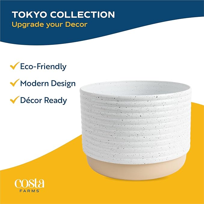 Costa Farms Ponytail Palm Live Plant in Decorative Pot, Easy to Maintain Indoor Houseplant, Perfect for Home, Room, or Office Decor, Great House Warming or Birthday Gift, 12-22 Inches Tall