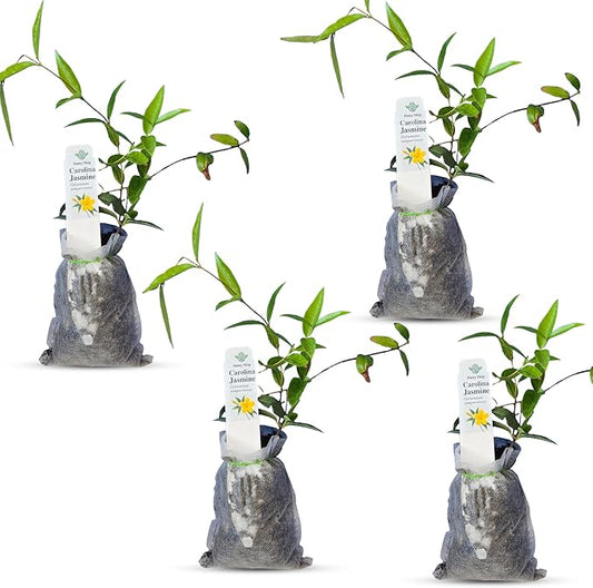 Carolina Jasmine Plant, Live Evergreen Vine, Fragrant Yellow Blooms, Fast Growing Climber for Trellis, Fences, or Arbors - Gelsemium sempervirens - 4 Bags