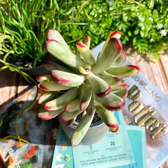 Cotyledon Orbiculata cv. Long Leaf Variegated Rare Live Succulent Plants, 3", Bare Root Without Pot & Soil, Garden Indoor Office Desk Baby Shower Decoration, Friend Plant Lovers Gifts