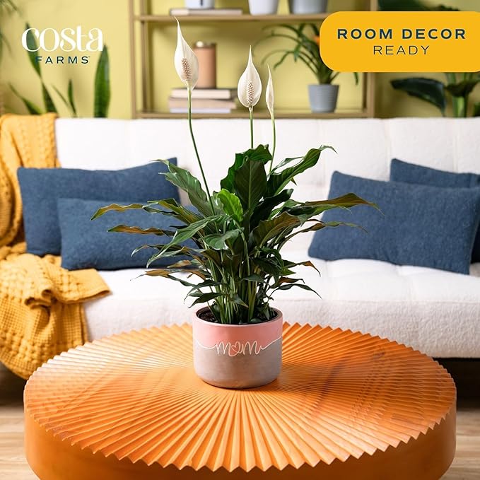 Costa Farms Peace Lily Live Plant in Decorative Pot, Air Purifying Flowering Indoor Houseplant, Perfect for Home, Room, or Office Decor, Great House Warming or Birthday Gift, 14-24 Inches Tall