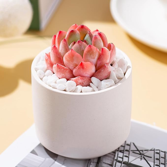 Echeveria Strawberry Almond Rare Live Succulent Plants, Mini Pink 1 Head 2" Live Plant, Package Without Pot Soil, Garden Indoor Office Desk Wedding Party Baby Shower Decoration Friend Plant Lover Gift