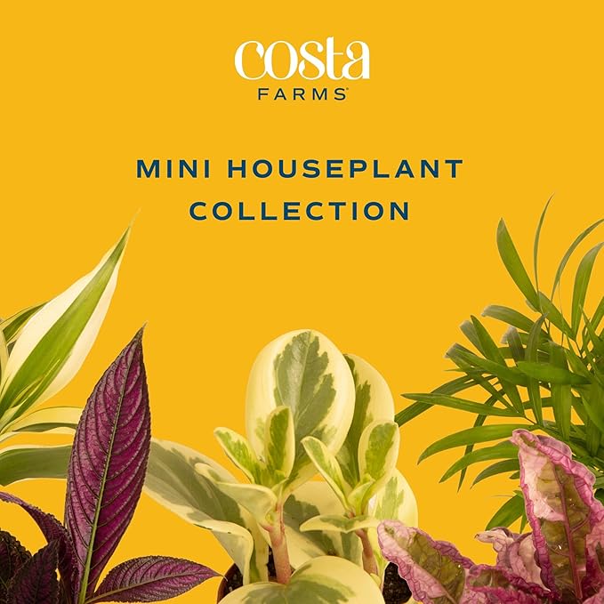 Costa Farms Mini Live Indoor Plants 2in Nursery Pot Easy to Grow Houseplant (3 Pack) 4-Inches Tall, Grower's Choice, Home Décor or DIY Gift