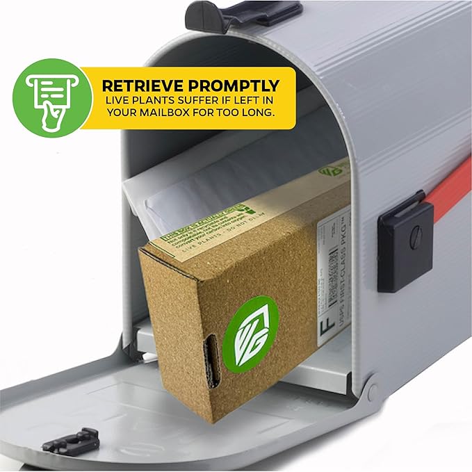 Alternanthera Party Time Joseph's Coat of Many Colors Live Plant - Alternanthera by Wellspring Gardens Starter Plant - Foliage for Gardens & Landscapes, Easy Care Outdoor Plant, Green and Pink Shrub