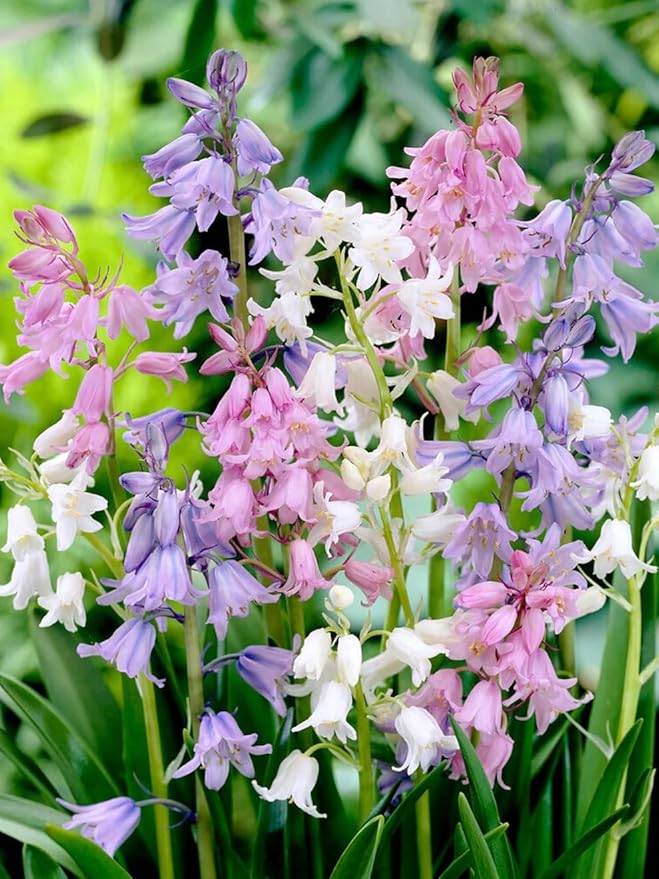 Spanish Bluebell Mixture - Perennial Spanish Bluebells (Wood Hyacinth) Bulbs for Planting | Spring Flowering Bulbs, Bell Shaped Flowers - Easy to Grow (12 Pack)