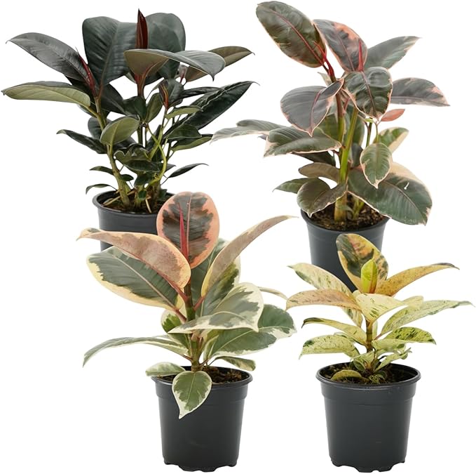 Ficus Tree Four Pack Indoor Plants Live Houseplants - Live Rubber Tree Plants Bundle Includes Ficus Burgundy, Ficus Tineke, Ficus Elastica, and Ficus Ruby