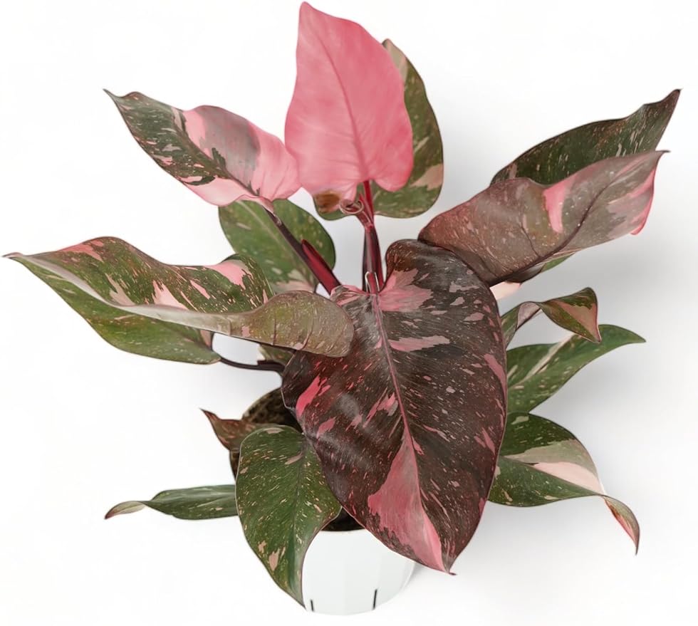 Philodendron Plant Package - 3 Live Philodendron Plants Bundle - Pink Princess, White Princess, and Birken Varieties - Rare Plants Live Houseplants