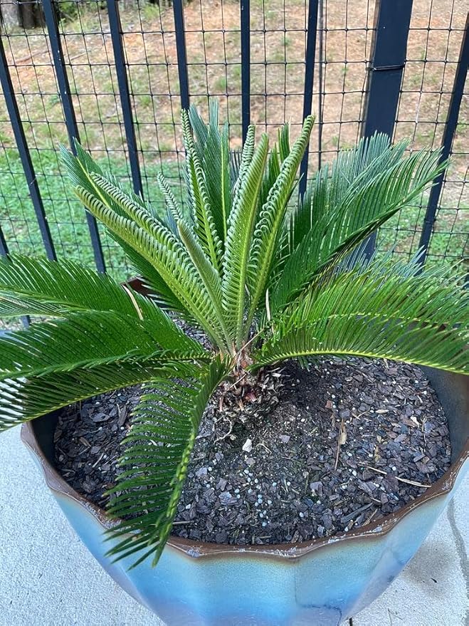 Strawberry Premium Potting Soil Mix - Ideal Blend for Growing Robust and Flavorful Strawberries - 20 Quart