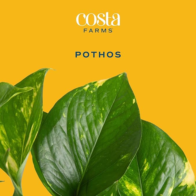 Costa Farms Golden Pothos Live Plant in Decorative Pot, Easy to Maintain, Air Purifying Indoor Houseplant, Home, Room, or Office Decor, Great House Warming or Birthday Gift, 12-14 Inches
