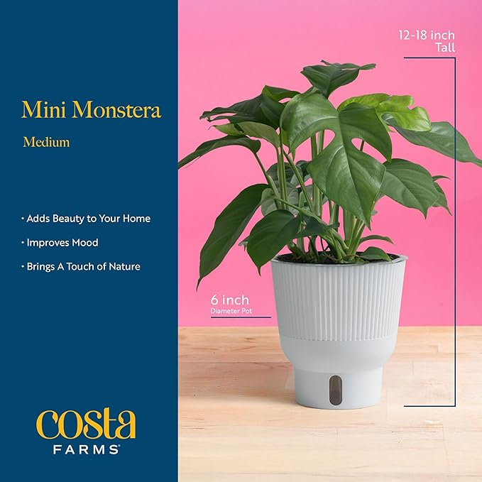 Costa Farms Mini Monstera Live Plant in Self Watering Pot, Indoor Houseplant, Perfect for Home, Room, or Office Decor, Great House Warming or Birthday Gift, 12-18 Inches Tall