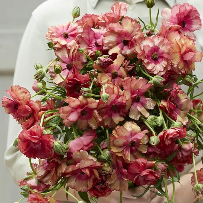 Eden Brothers Butterfly Ranunculus Bulbs - Musa®