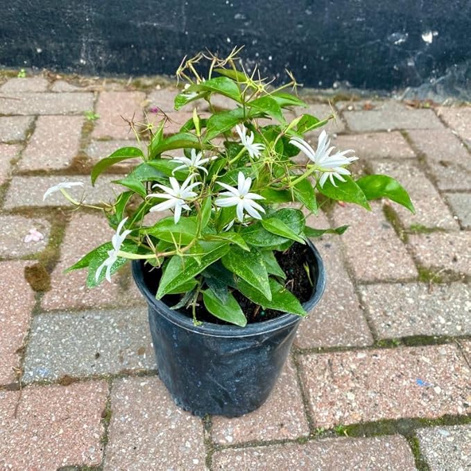 Live Angel Wing Jasmine (Jasminum Nitidum) Plants - Fragrant, White Blooming Evergreen Shrub for Any Garden (4 jas Angel Bags)